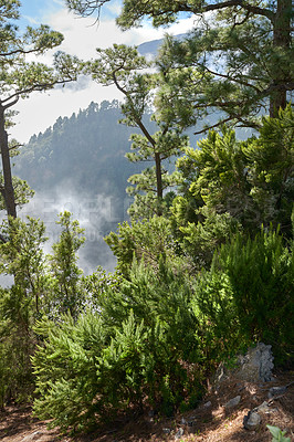 Buy stock photo Pine forest trees in the mountains of La Palma, Canary Islands in Spain. Secluded mountain filled with big trees for hiking and nature walks on vacation. Misty tourist travel destination the woods