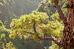 Pine forest in the mountaions of  La Palma