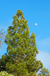 Pine forest in the mountaions of  La Palma