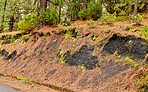 Pine forest in the mountaions of  La Palma