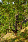 Pine forest in the mountaions of  La Palma