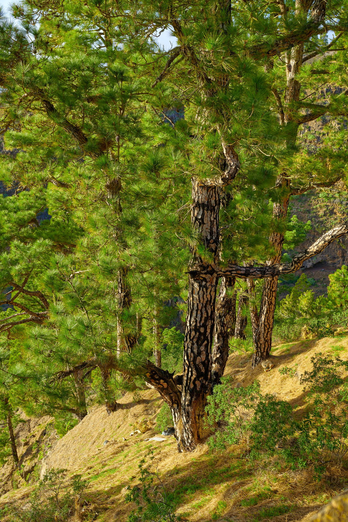 Buy stock photo Landscape of a pine tree forest in the mountain. Scenic nature of trees and green plants or bushes in a wild eco friendly environment on the mountains of La Palma, Canary Islands, Spain