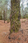 Pine forest in the mountaions of  La Palma