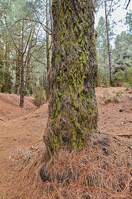 Buy stock photo Closeup of a pine tree in the forest on an autumn morning. Wild nature landscape with details of an old trunk covered in moss and dry winter grass in the mountain near La Palma, Canary Islands, Spain