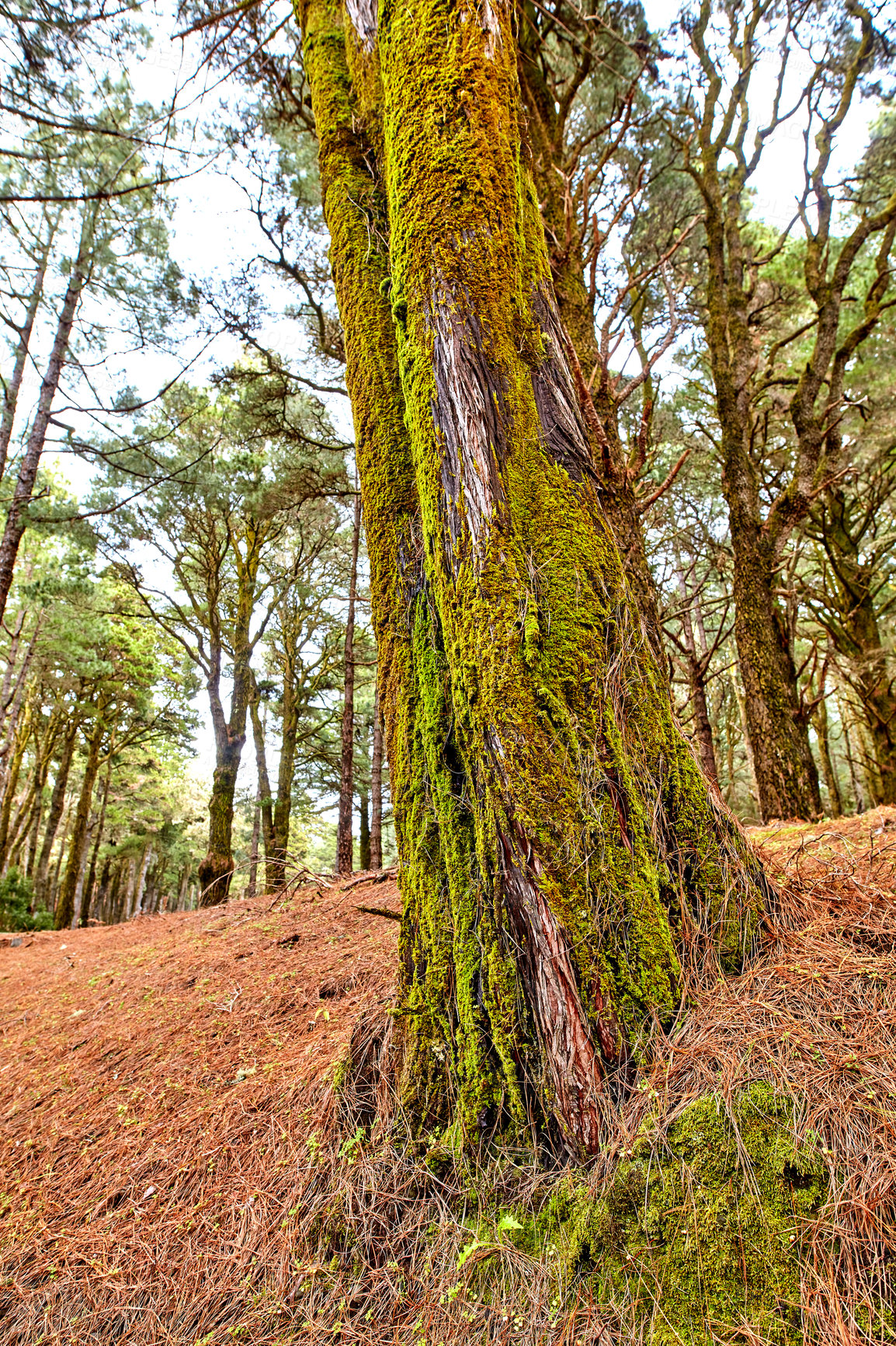 Buy stock photo Beautiful lush green forest with tall pine trees covered in moss, growing with nature in harmony and copyspace. Tranquil morning in Spain, view of a zen, quiet jungle, soothing calm fresh air 