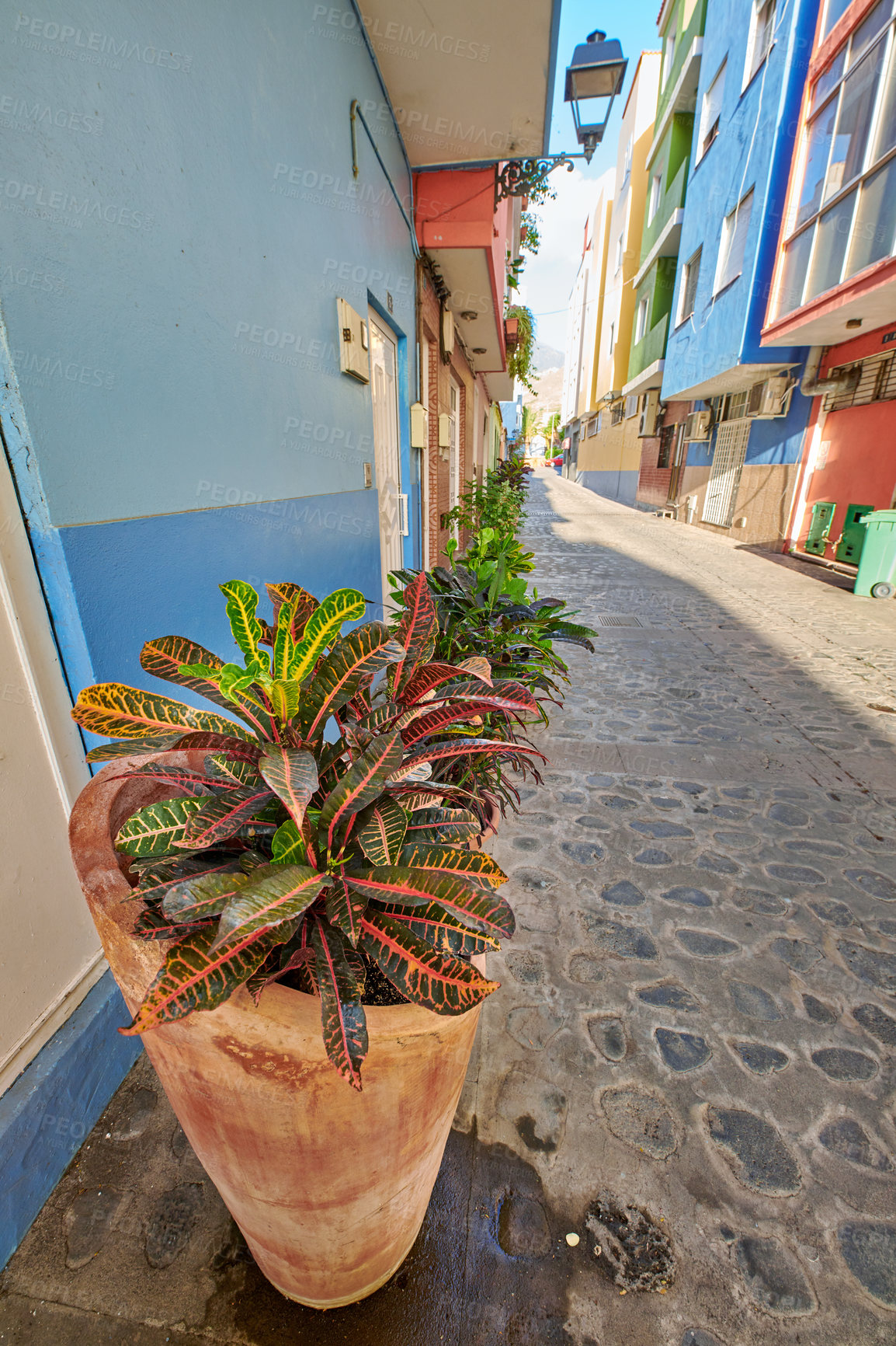 Buy stock photo Croton pot plants in a narrow street between old town houses. Ornamental potted Variegated Crotons or Codiaeum variegatum flowering plant growing outdoors in a tiny old town of Santa Cruz, La Palma