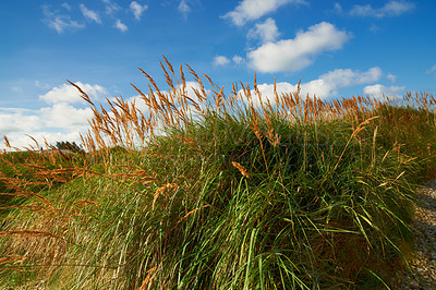 Buy stock photo Long green grass growing outdoors in nature with a blue cloudy sky background. Beautiful landscape with plants on a hill in a secluded countryside location. Peaceful scenic land on a mountain