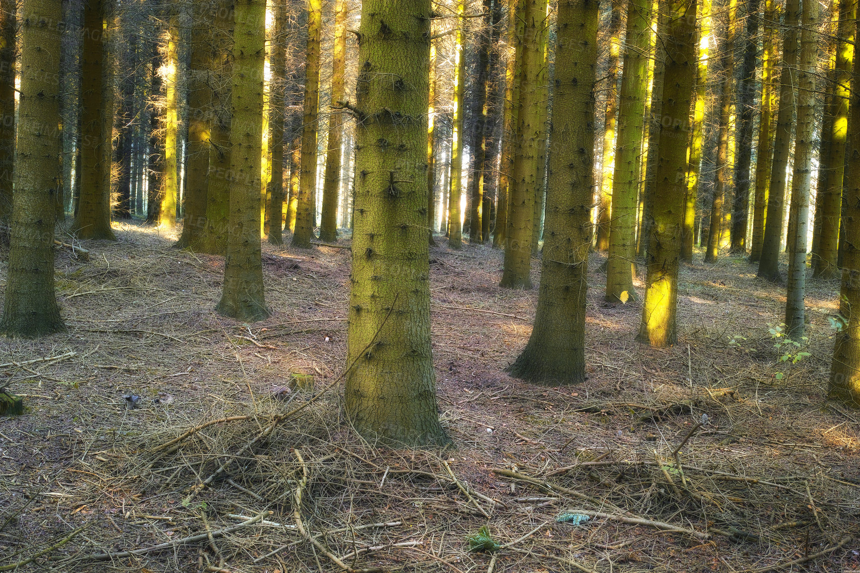 Buy stock photo Many trees in a forest in Autumn. Closeup of lots of tree trunks covered in green moss in the woods on a sunny afternoon. Nature landscape of wild forestry environment with twigs and dry grass