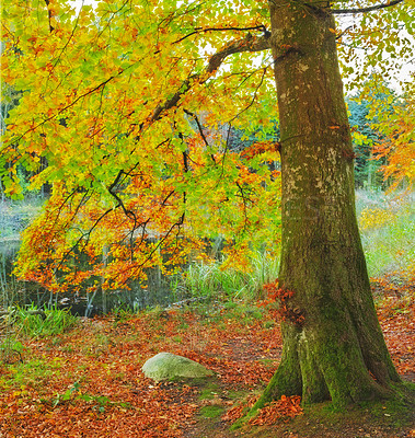 Buy stock photo Beautiful tree in a lush green forest on a summer day near lake. Vibrant landscape with a trunk during autumn outdoors in nature by a pond. Peaceful and scenic view of water near plants and greenery