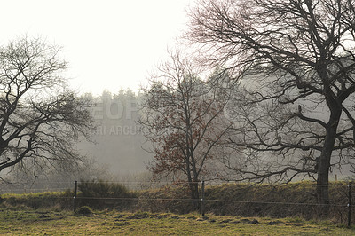 Buy stock photo Autumn leafless trees in a forest on a misty morning with copy space. Nature landscape of many tree branches in remote nature location. Wild woods with grass and fall leaves in early winter copyspace