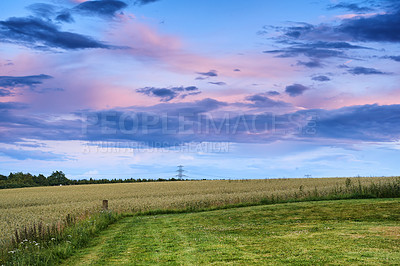 Buy stock photo Rye or wheat grain growing on a farm in remote countryside with copy space at sunset. Detail texture background of sustainable local cornfield growing and sprouting for harvest season with copyspace