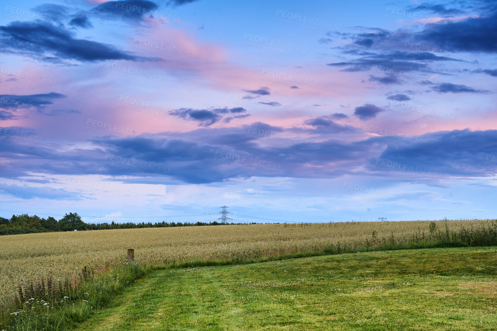 Buy stock photo Rye or wheat grain growing on a farm in remote countryside with copy space at sunset. Detail texture background of sustainable local cornfield growing and sprouting for harvest season with copyspace