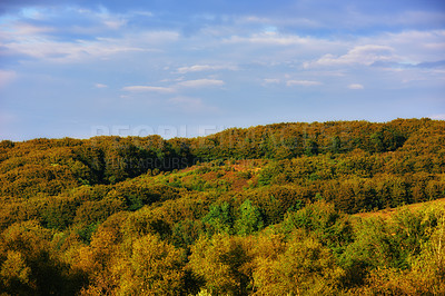 Buy stock photo Beautiful trees in a lush green forest on a summer day with blue sky copy space. Vibrant landscape of the woods during autumn outdoors in nature. Peaceful and scenic view of plants and greenery