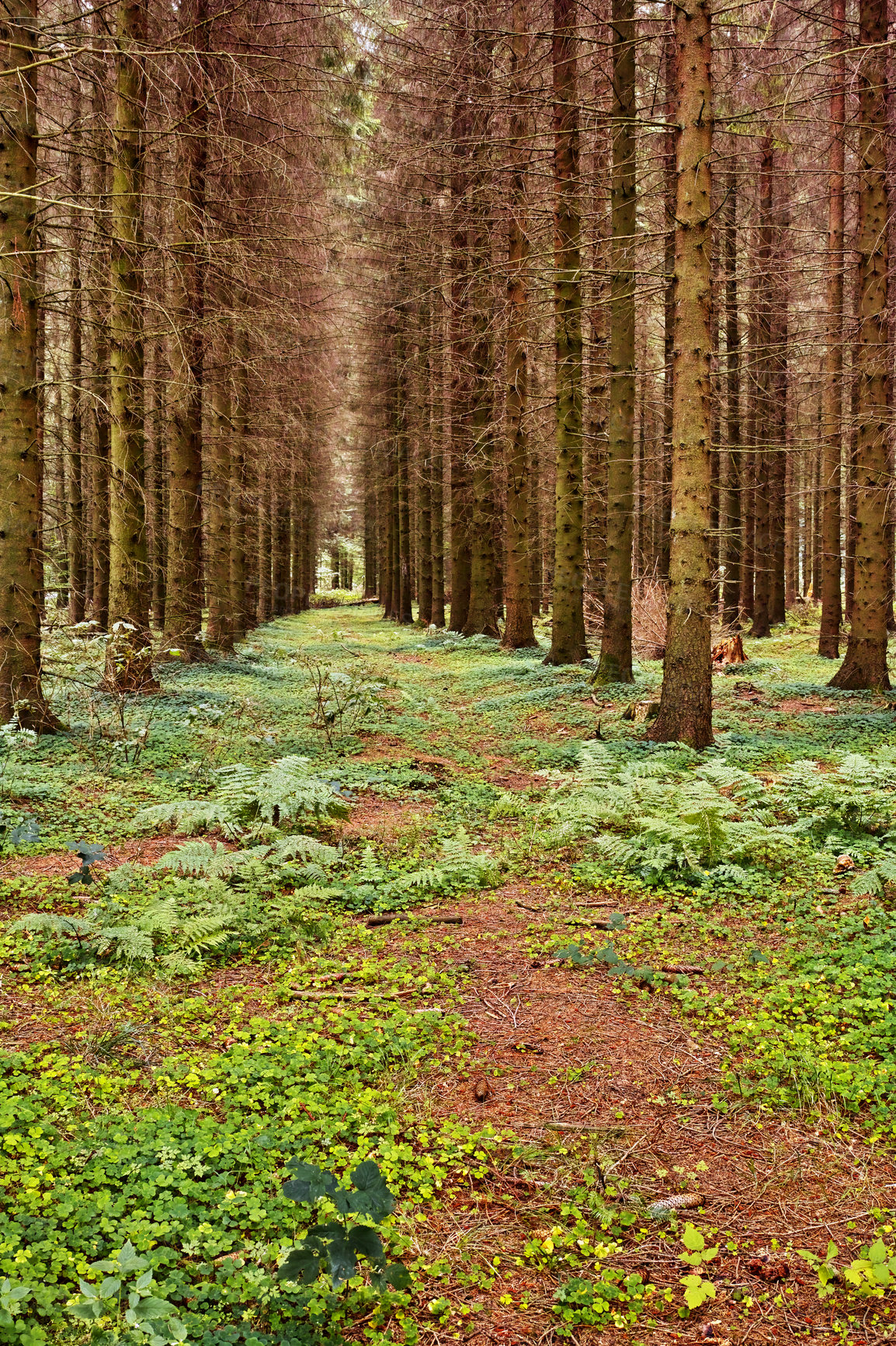 Buy stock photo Beautiful lush green forest with rows of tall pine trees growing with nature in harmony and copyspace. Tranquil summer morning with a view of a zen, quiet jungle. Soothing nature with fresh air