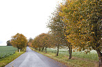 Autumn trees