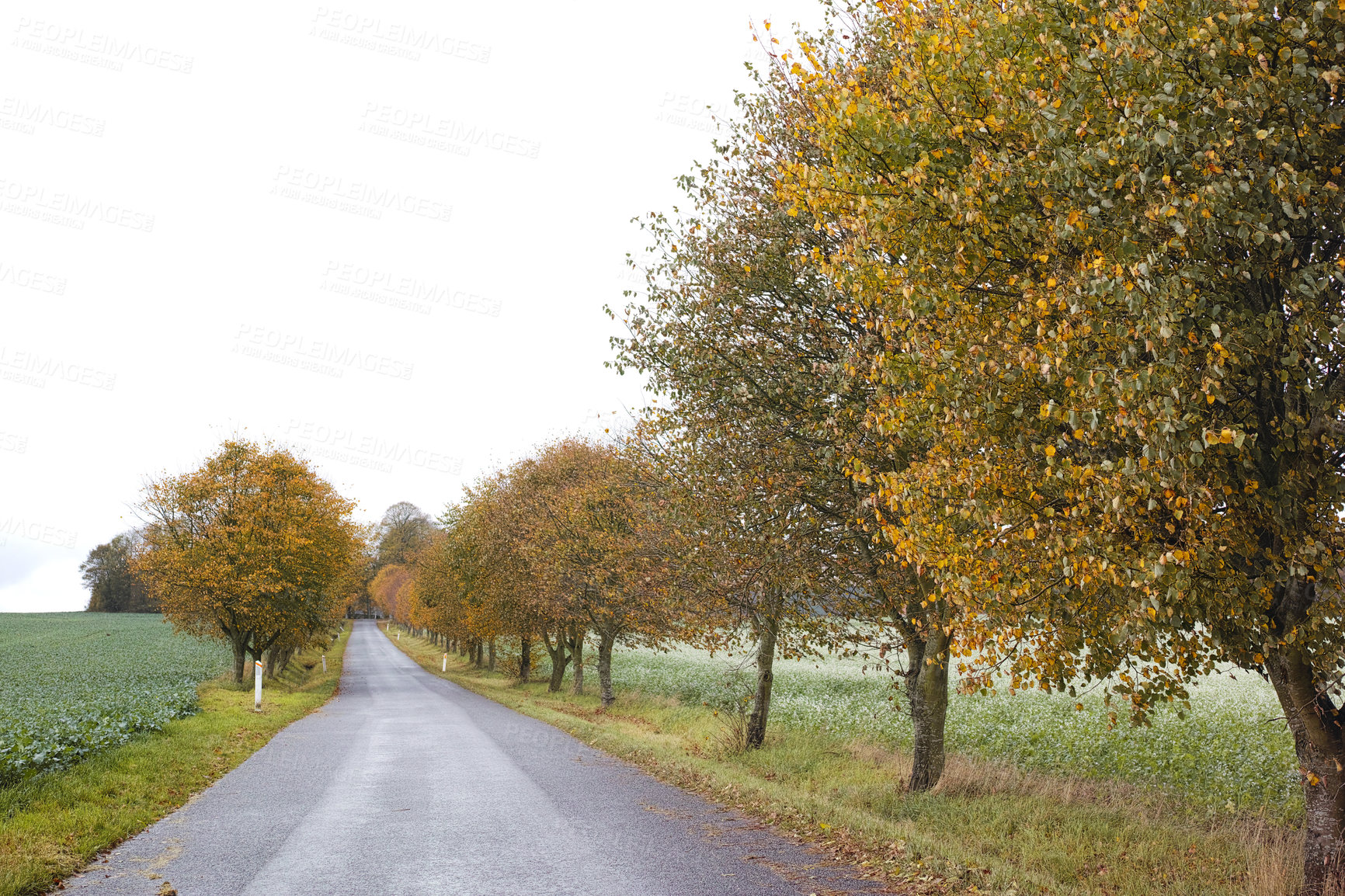 Buy stock photo Autumn - natural background