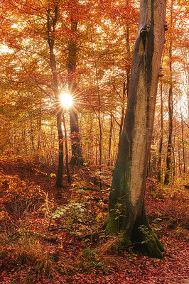 Buy stock photo Autumn, forest and sunset with trees, leaves and outdoor with change of season, dusk and sustainability. Woods, sunshine and environment with nature, landscape and ecosystem for plants in Denmark