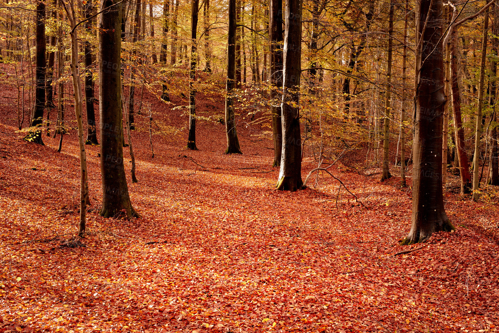 Buy stock photo Beautiful orange colours of empty forest in autumn. Trees in the woods filled with bright leaves on the ground during fall season. Remote secluded mountain in nature, perfect for a hiking adventure