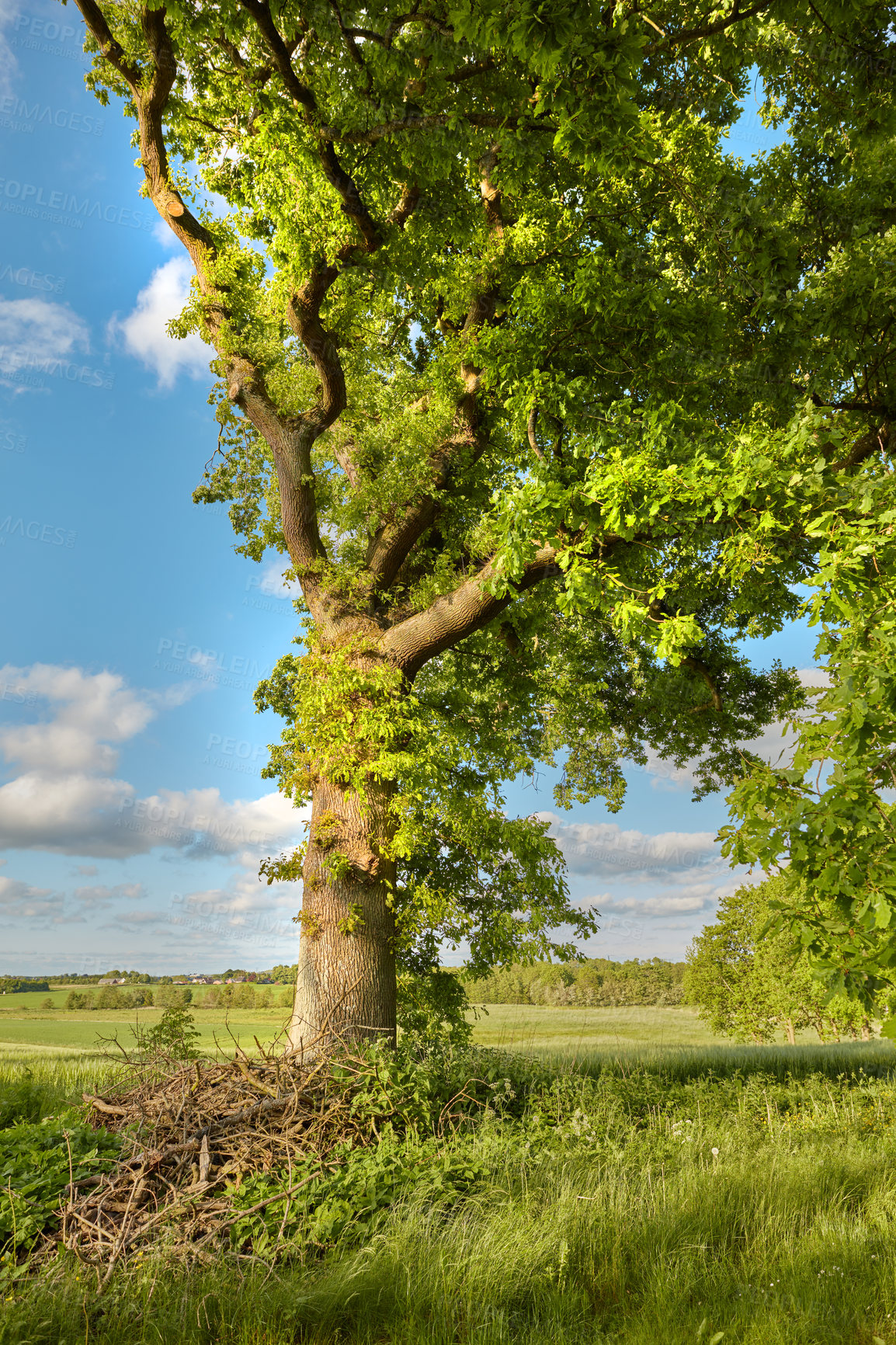 Buy stock photo A photo of green and lush forest in springtime