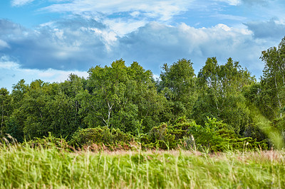 Buy stock photo Nature, trees and blue sky in forest for environment, adventure and journey. Europe, travel and ecology with clouds in woods for morning, scenery and bush landscape for outdoor growth in countryside