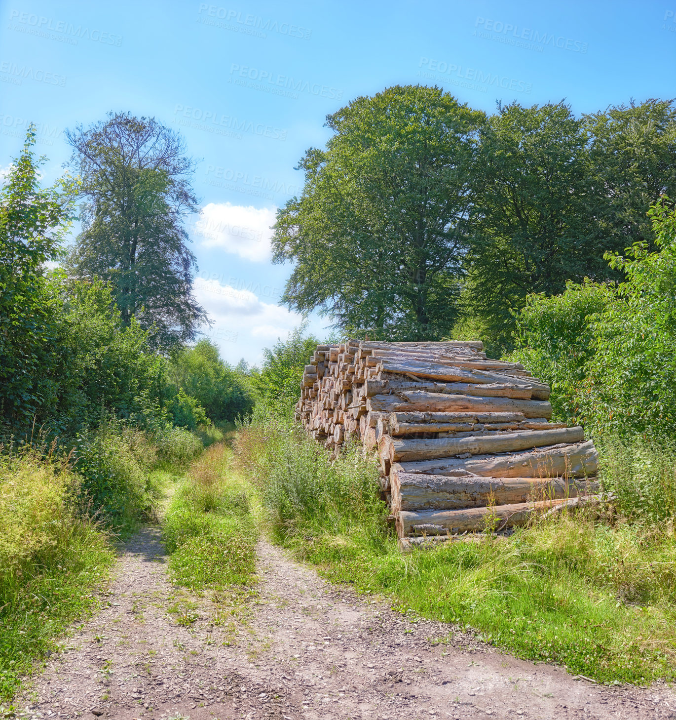 Buy stock photo Rustic landscape with deforestation and felling in the woods. Chopped tree logs piled in a forest. Collecting dry stumps of timber and split hardwood material for firewood and the lumber industry.