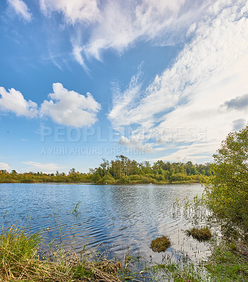 Buy stock photo Hardwood forest uncultivated - Denmark