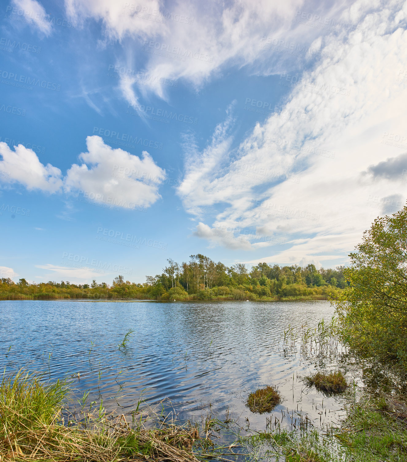 Buy stock photo Hardwood forest uncultivated - Denmark