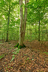 A photo of green and lush forest