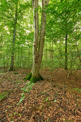 Buy stock photo A photo of green and lush forest