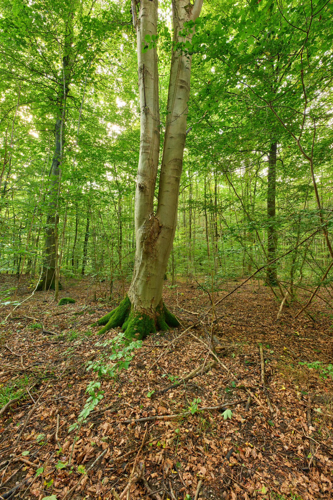 Buy stock photo A photo of green and lush forest