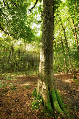 Buy stock photo A photo of green and lush forest