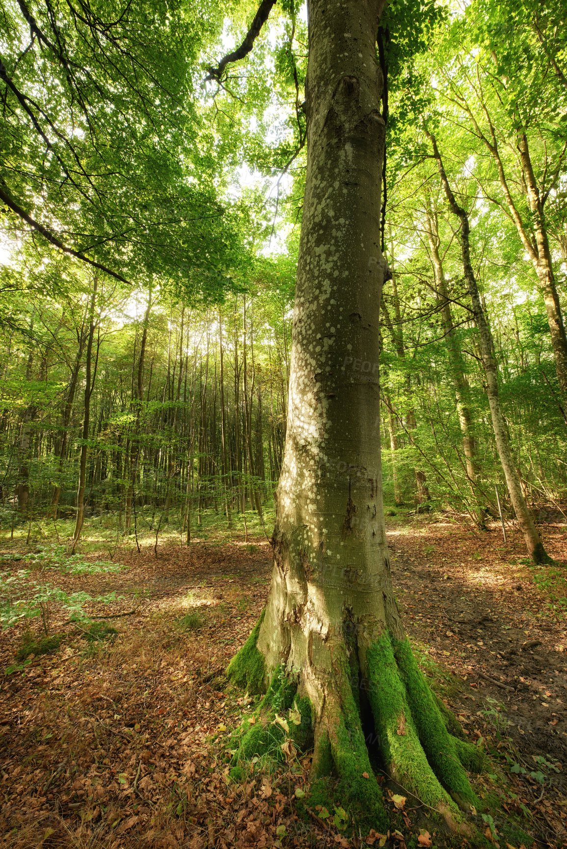 Buy stock photo A photo of green and lush forest