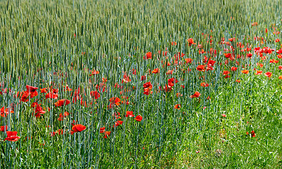 Buy stock photo A  photo of the countryside in early summer