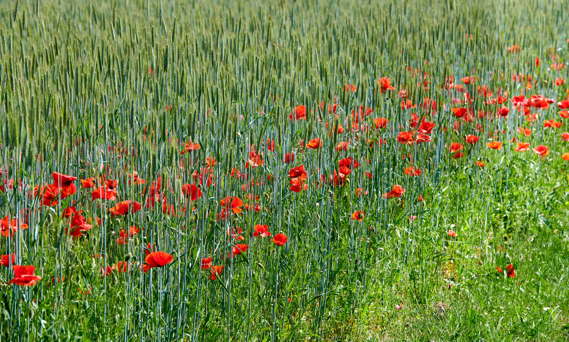 Buy stock photo Field, wheat and flowers with farming, poppies and outdoor with color for pollination, bloom and sustainability. Agriculture, crops and grain with plants, blossom and summer for growth in France