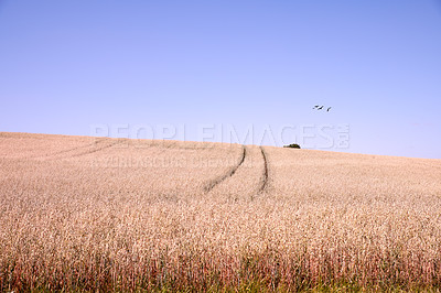 Buy stock photo A photo of a vibrant country field in harvest