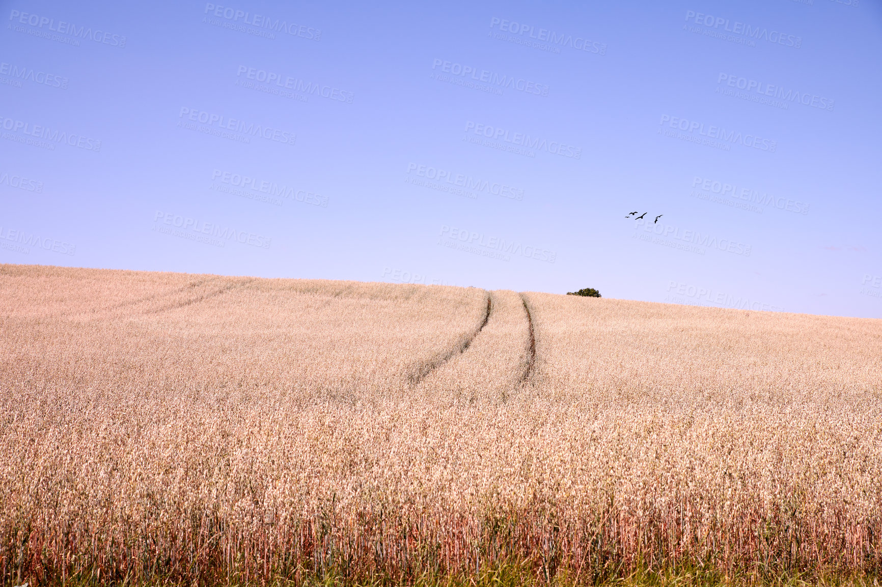 Buy stock photo A photo of a vibrant country field in harvest