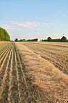 Autumn fields 