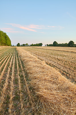 Buy stock photo Harvested rows of wheat and hay in an open field against a blue sky background with copyspace. Cut stalks and stems of dry barley and grain cultivated on a farm in the countryside for agriculture 