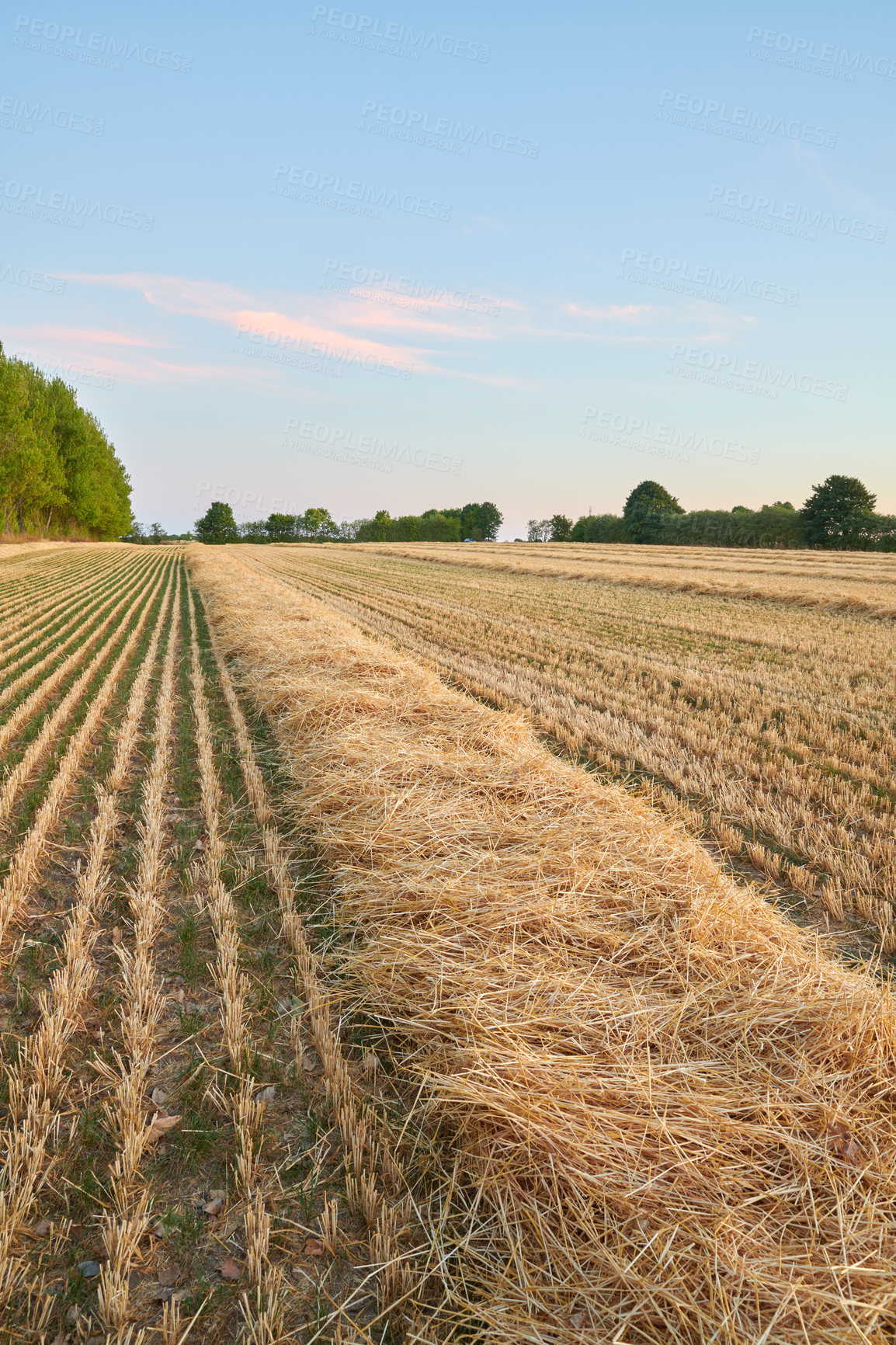 Buy stock photo Harvested rows of wheat and hay in an open field against a blue sky background with copyspace. Cut stalks and stems of dry barley and grain cultivated on a farm in the countryside for agriculture 