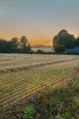 Buy stock photo Grain, field and nature at farm, sunset and agriculture for food production with organic crops in summer. Landscape, plants and sustainability with growth, development and outdoor at dusk in Denmark