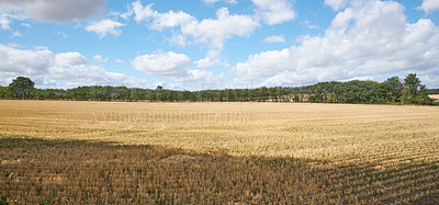 Buy stock photo Copyspace with wheat growing on a rural farm for harvest in the countryside with cloudy sky background. Scenic landscape of ripening rye and cereal grain cultivated on a field to be milled into flour