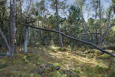 Buy stock photo The forest in late winter - early spring