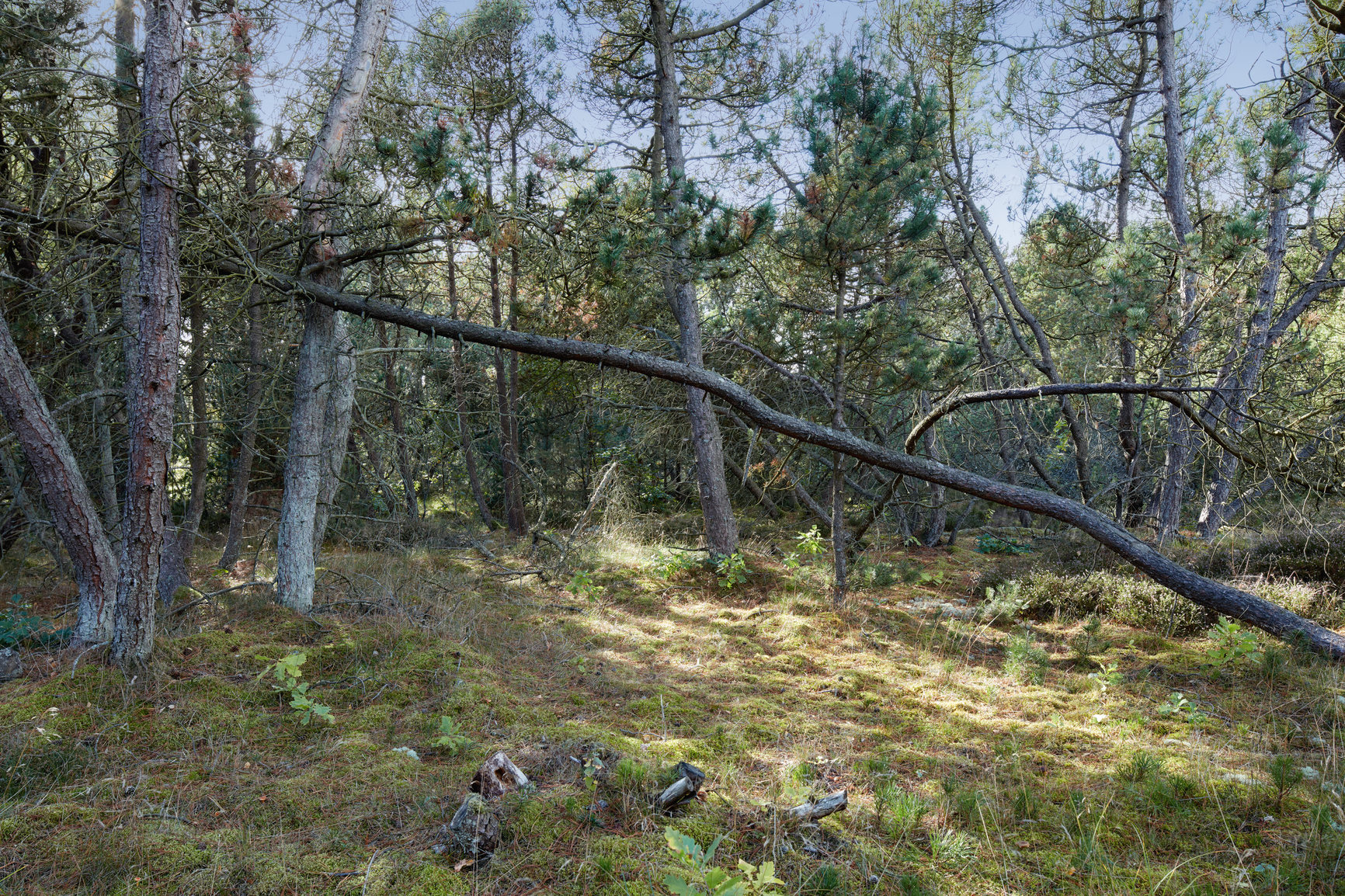 Buy stock photo The forest in late winter - early spring