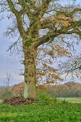 Buy stock photo Calm tree in forest on a fresh beautiful morning, growing on a sunny day. Quiet, peaceful nature in harmony with zen and soothing ambience. Tranquil, silent woods with copyspace and fresh air