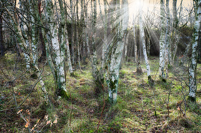 Buy stock photo The forest in late winter - early spring