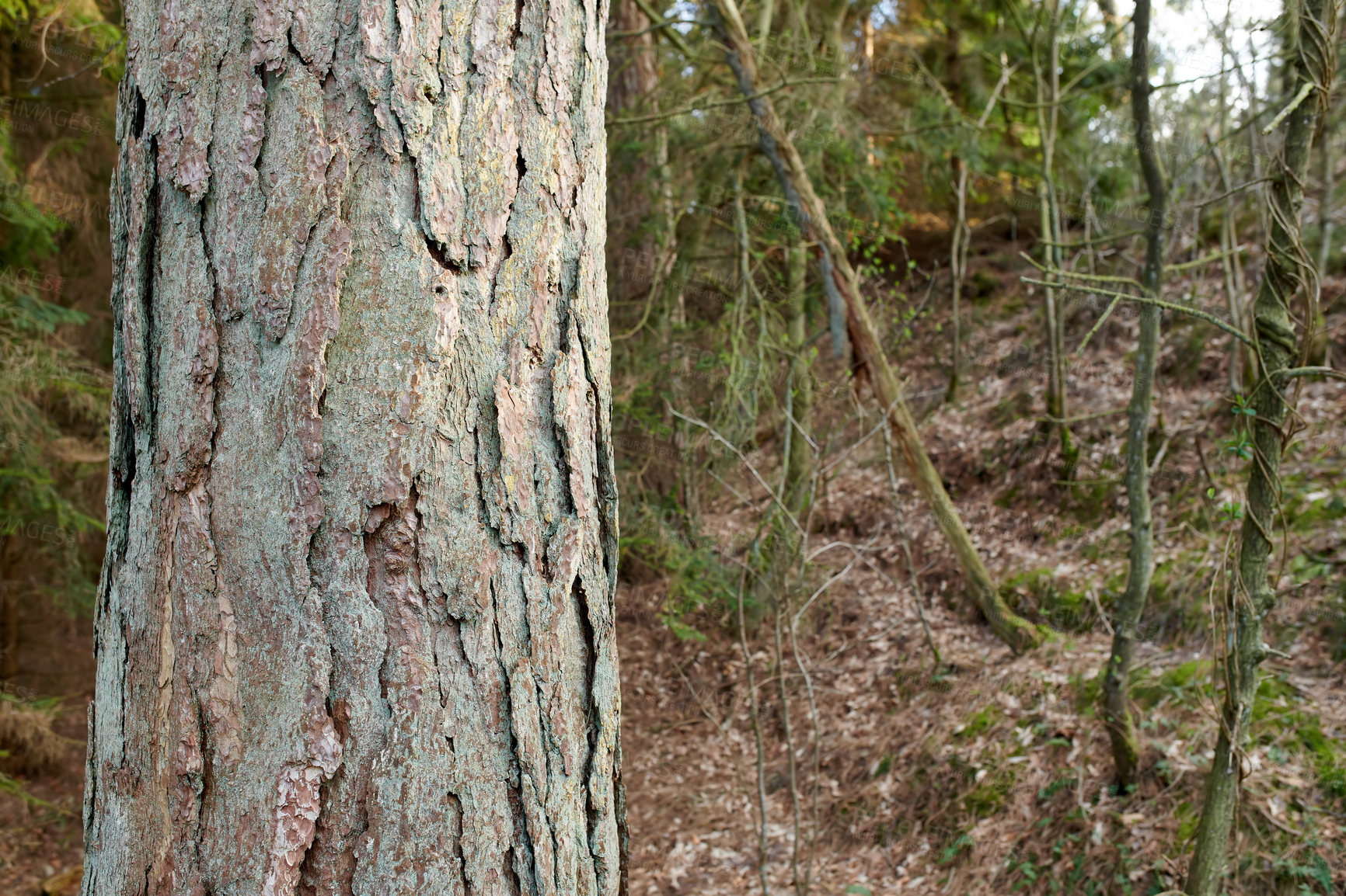 Buy stock photo The forest in late winter - early spring