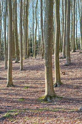 Buy stock photo The forest in late winter - early spring