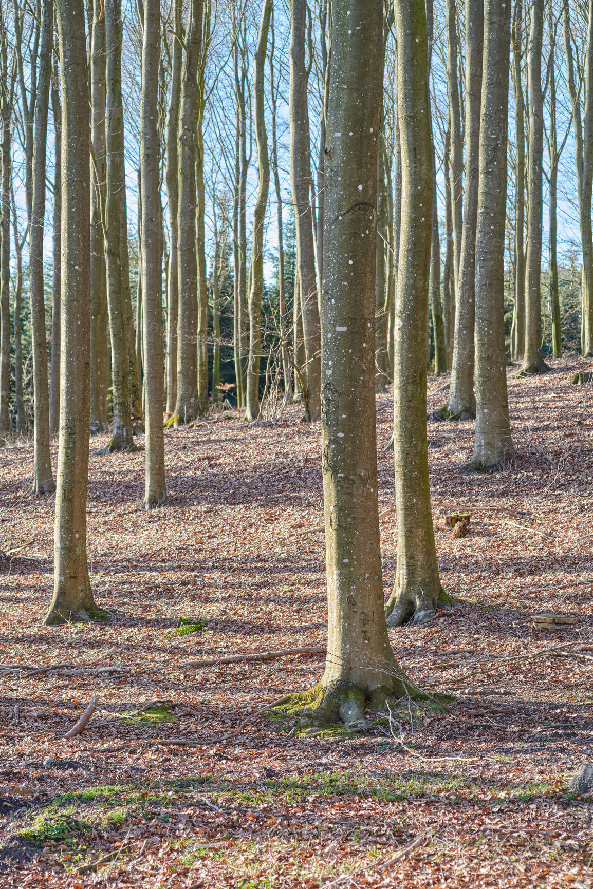 Buy stock photo The forest in late winter - early spring