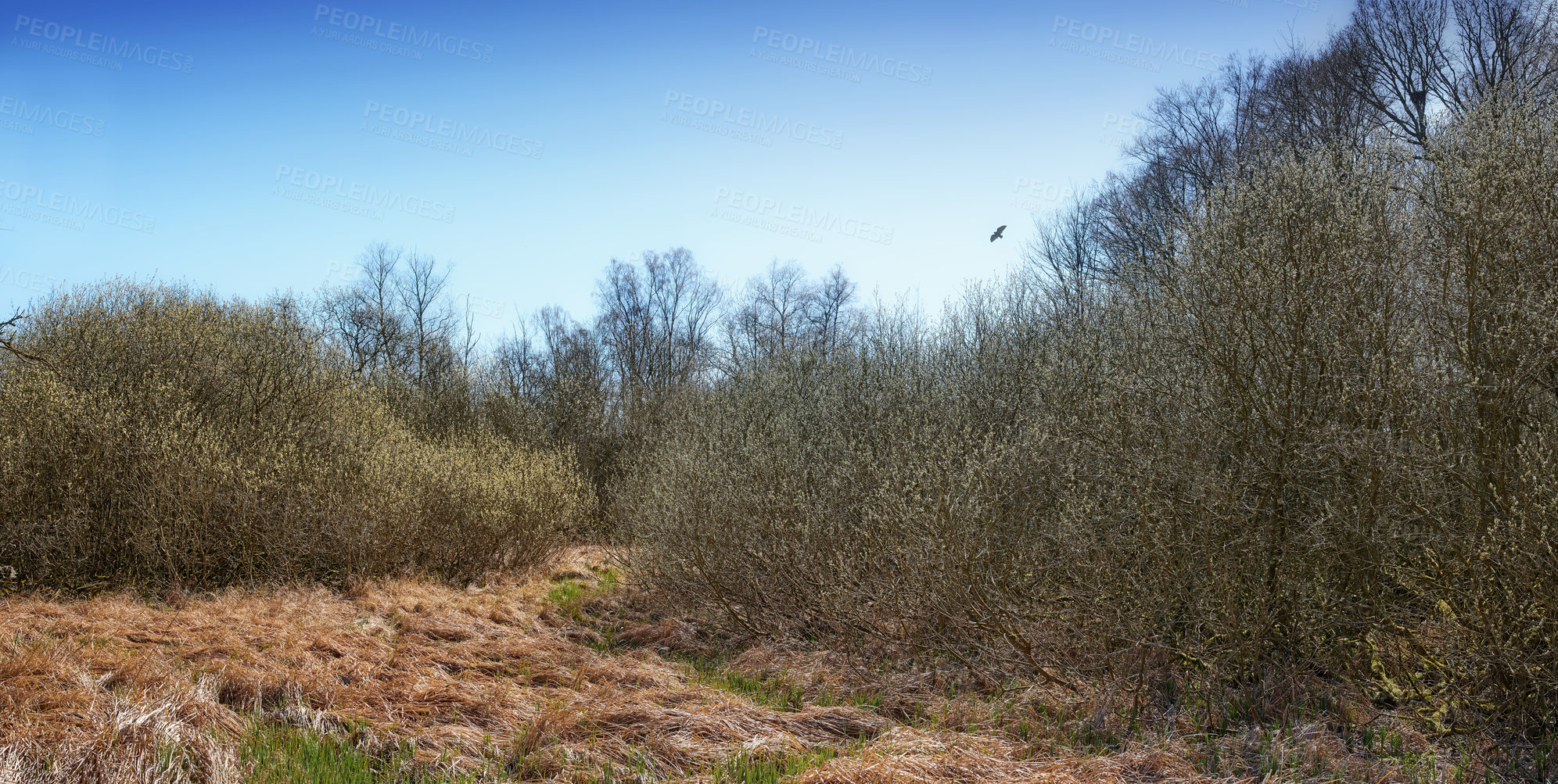 Buy stock photo The forest in late winter - early spring