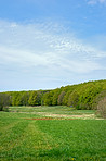 A photo of green and lush forest